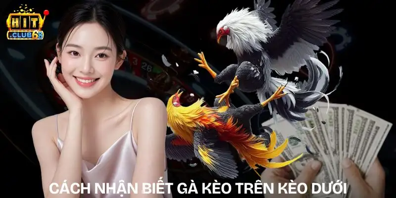Cách Nhận Biết Gà Kèo Trên Kèo Dưới | Chuẩn Cho Người Mới cach nhan biet ga keo tren keo duoi
