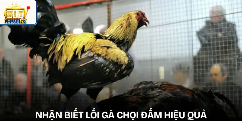 phan tich loi da ga de du doan ket qua cach nhan biet don loi ga choi dam phan tich loi da ga de du doan ket qua cach nhan biet don loi ga choi dam